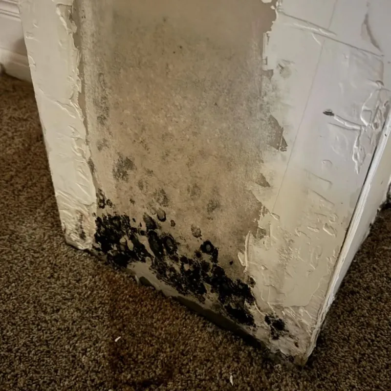 Professional Mold Removal in Town Creek, AL